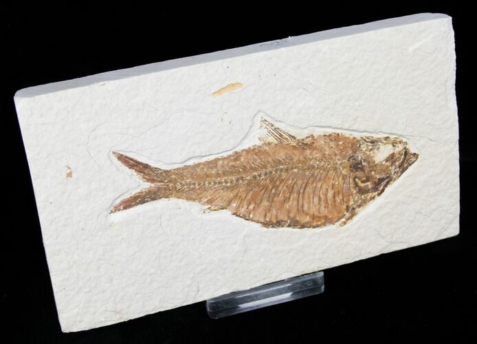 Knightia Fossil Fish - Wyoming #13089